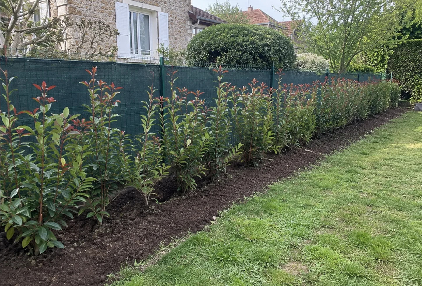Haie fraîchement plantée le long d'une clôture à Chatou