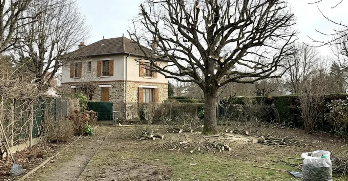 Arbre élagué dans un jardin du Vésinet en hiver
